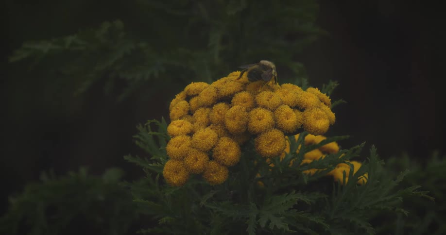 A bee crawls over a cluster of small yellow flowers collecting pollen against a dark leafy background