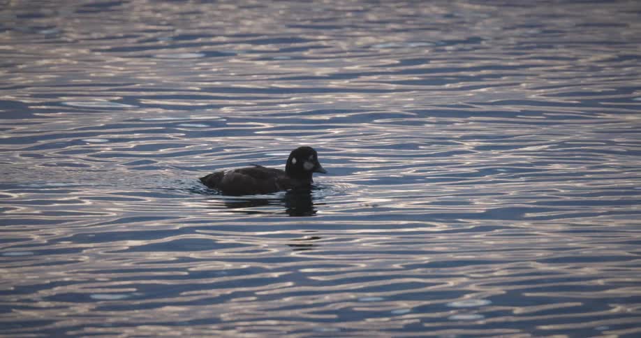 The duck dips its beak in the water