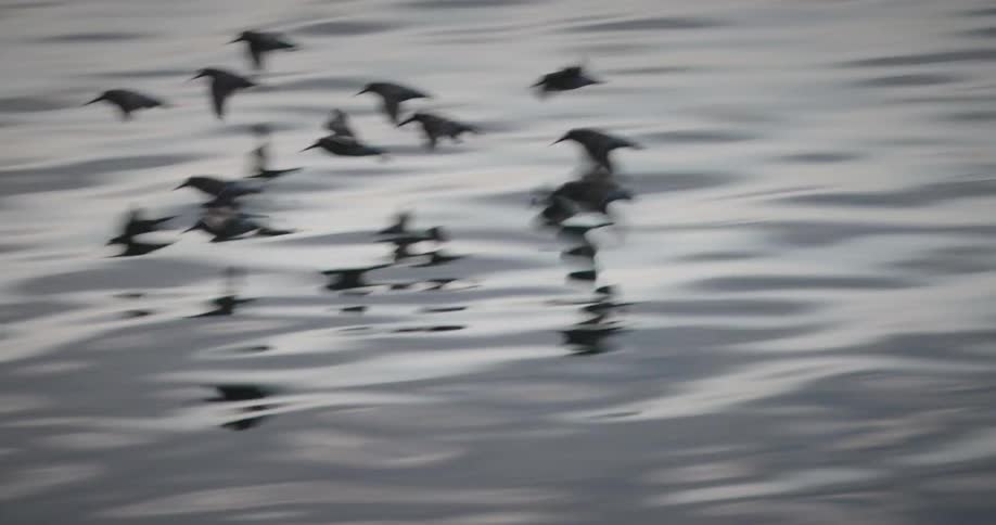 Group of birds flying near the ocean