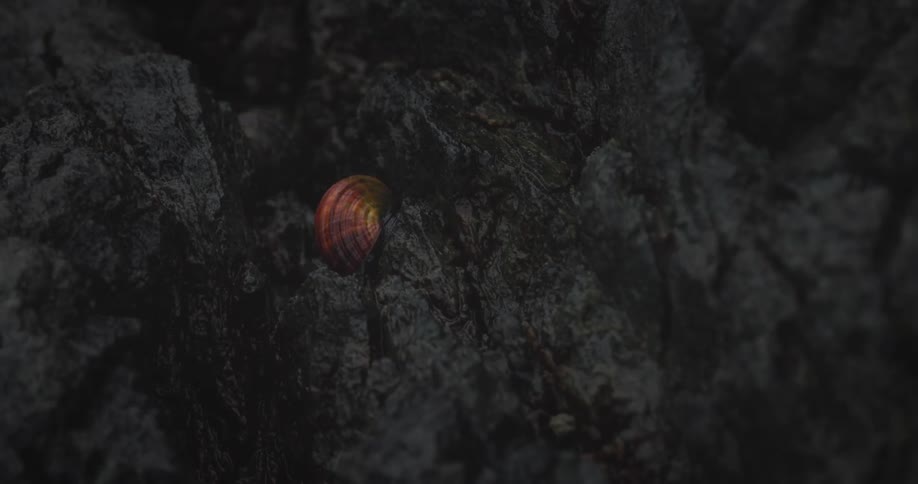 The snail slowly moves on the stone