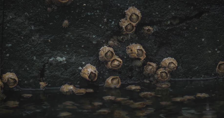 Barnacles are attached to the stone in the water