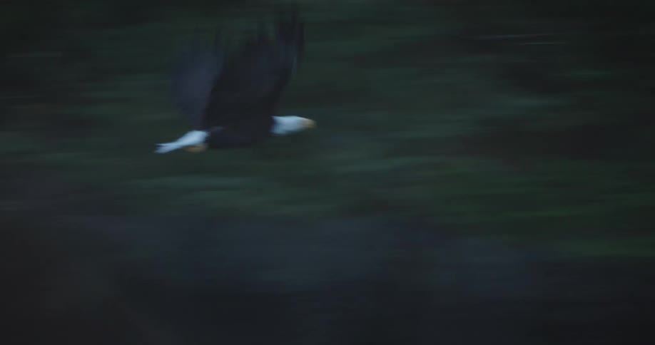 A bald eagle flies low in the wild at midday