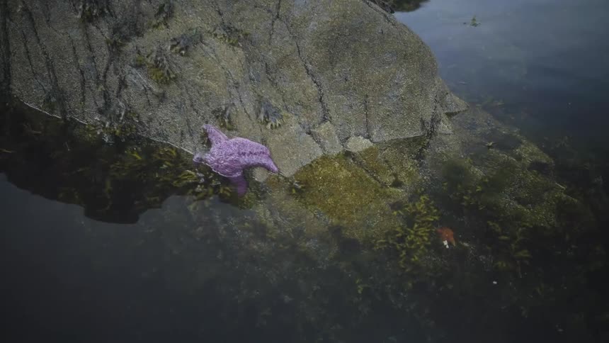 Purple starfish on a rock in the ocean