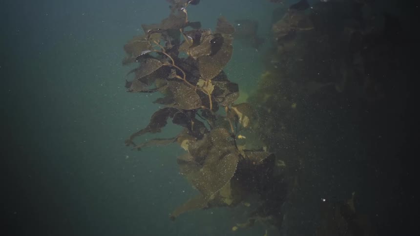 The kelp is floating underwater