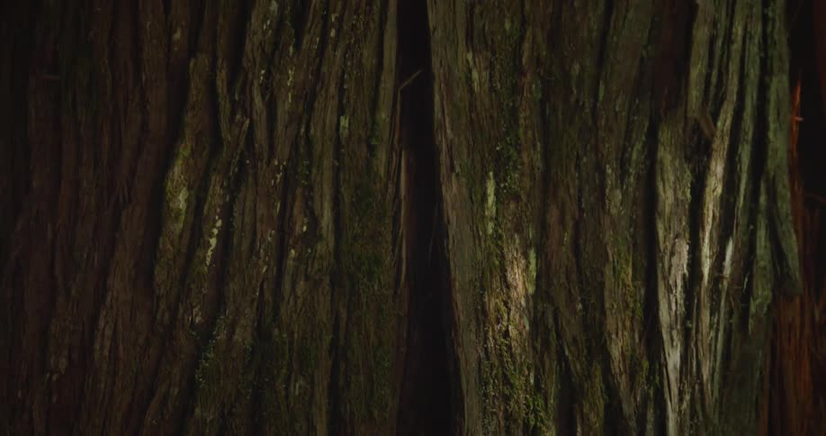 A closeup shot tilts up the deeply textured and mossy bark of a large tree trunk