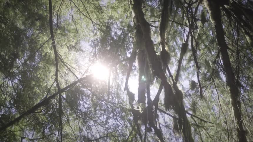 Sunlight streams through a canopy of trees illuminating the dense foliage and creating a tranquil natural ambiance the view from below emphasizes the height and lushness of the forest with dappled light filtering through the branches