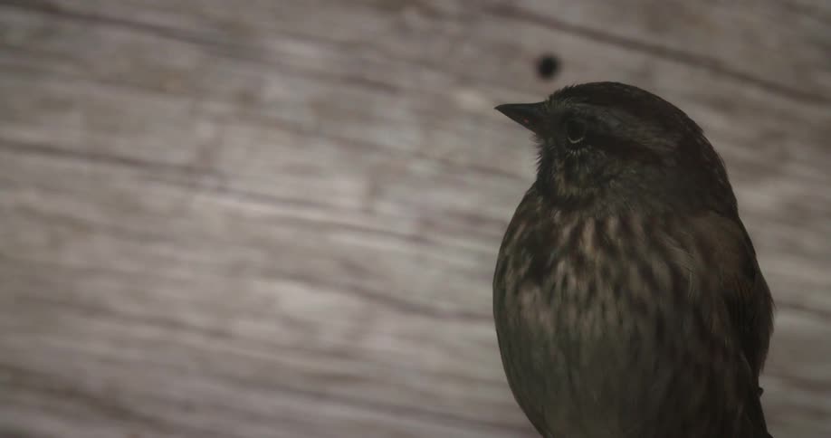 The bird looks around then flies away