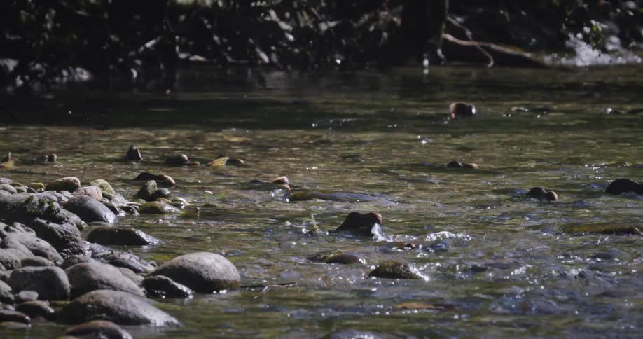 Fish swimming in a river