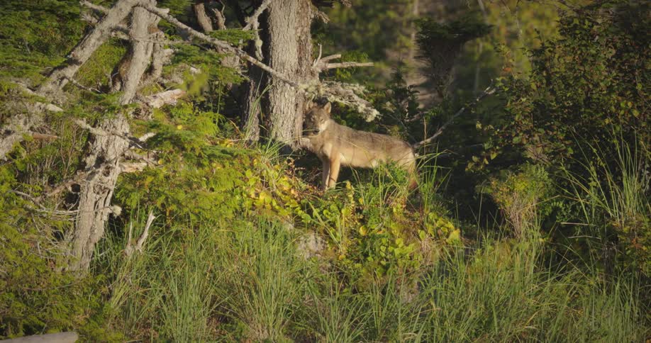 A wolf stands on a sunlit grassy hill at the edge of a forest looking toward the camera from between the trees