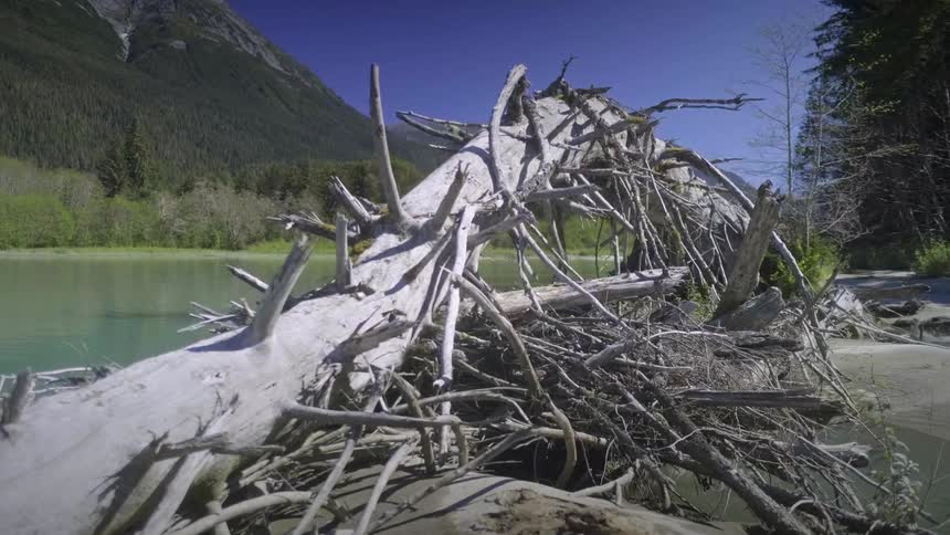 A massive gnarled tree trunk lies on a sandy bank beside a light green river with dense trees and a large mountain in the background under a clear blue sky
