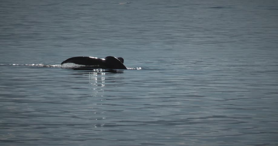 The whale dives into the water