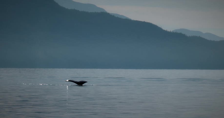 A whale tail emerges from the ocean with misty mountains in the background