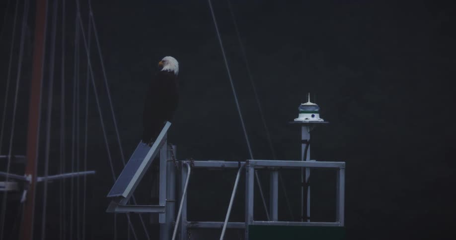 Eagle on a marine antenna