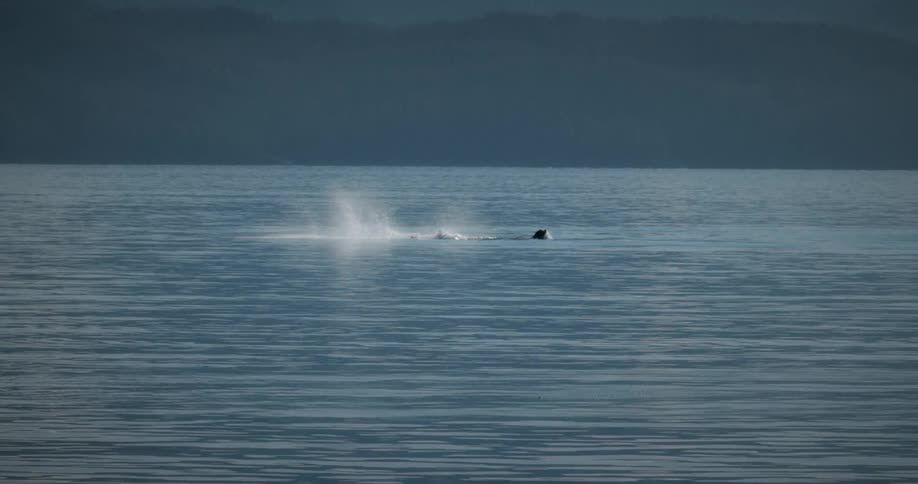 Whale reaches a fin from the water before returning it to the water with a splash on a foggy day