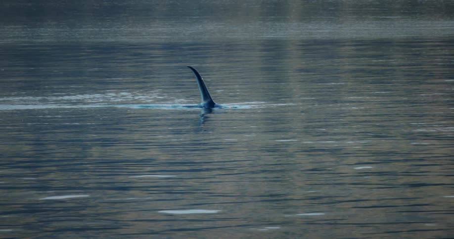 Orca on the surface of the ocean