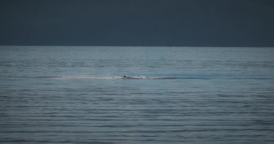 The majestic sight of a whales tail emerging from the ocean surface then gracefully submerging the clear blue water and sunlight reflecting off the wet skin highlight the powerful movement of the large marine animal
