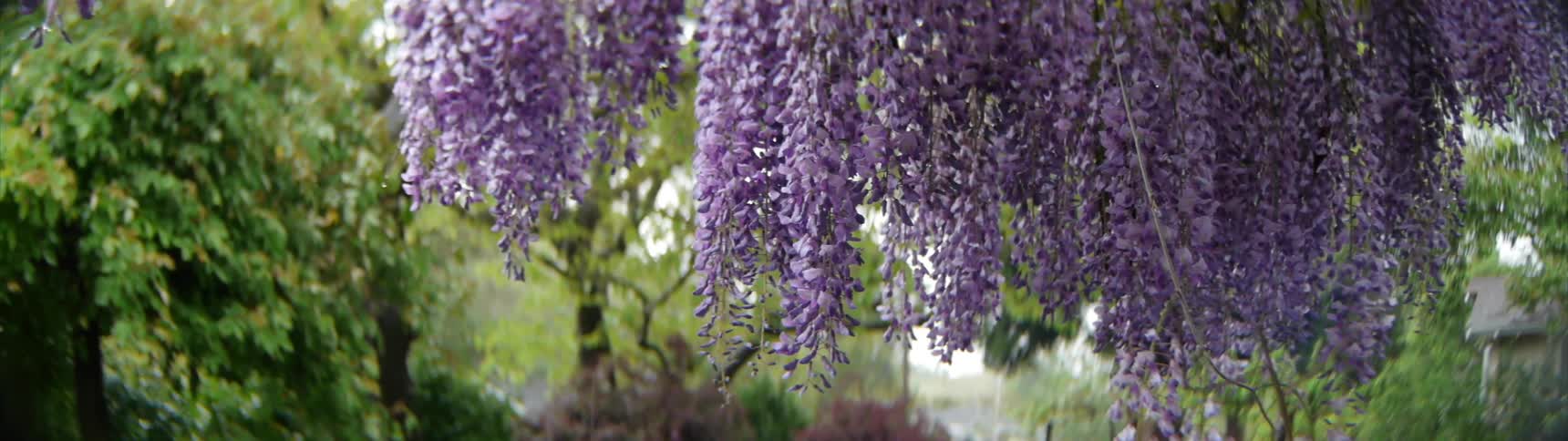 Purple buds hang from a tree