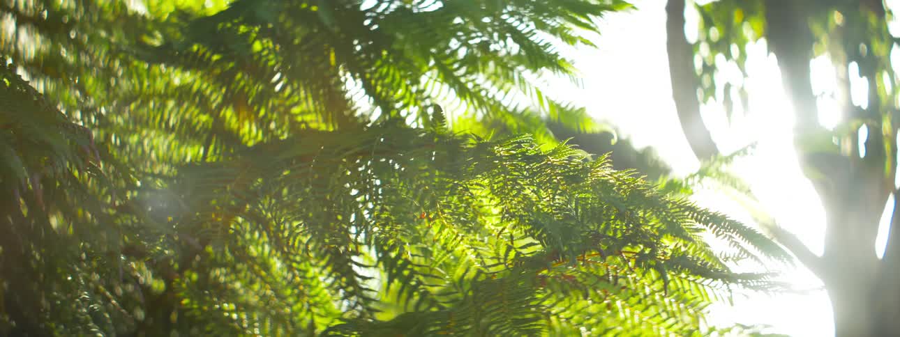 A close up view of some tree branches that are closer looking to flower branches