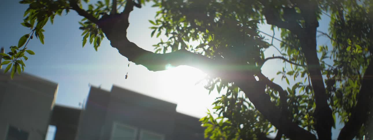 The sun peaks in past some branches