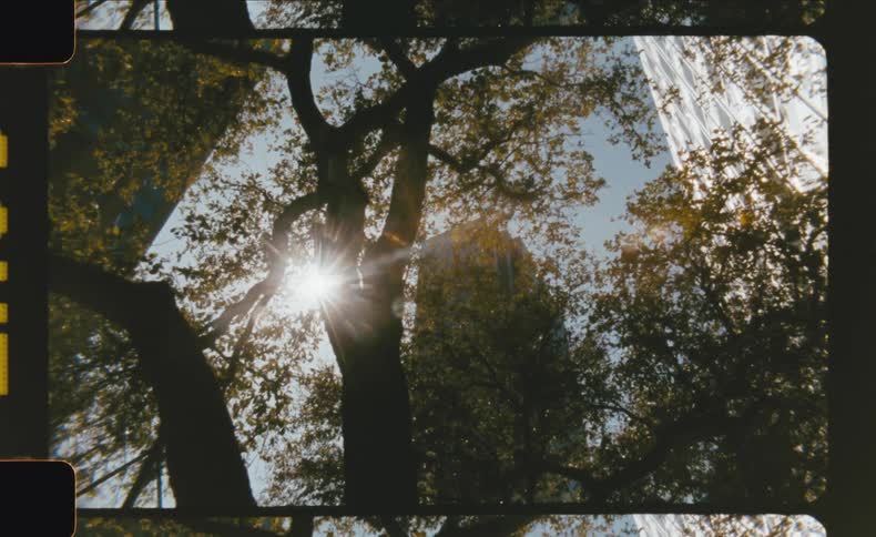 Sunlight shines through tree branches from a groundlevel view between tall buildings