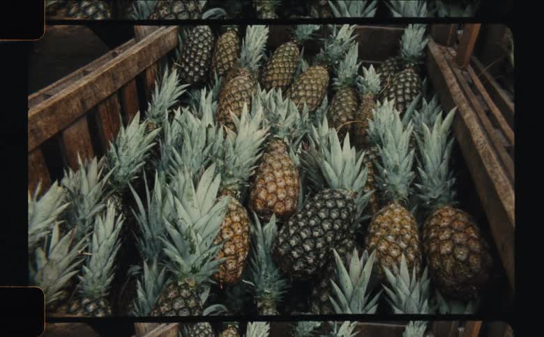A large wooden container is filled with numerous pineapples