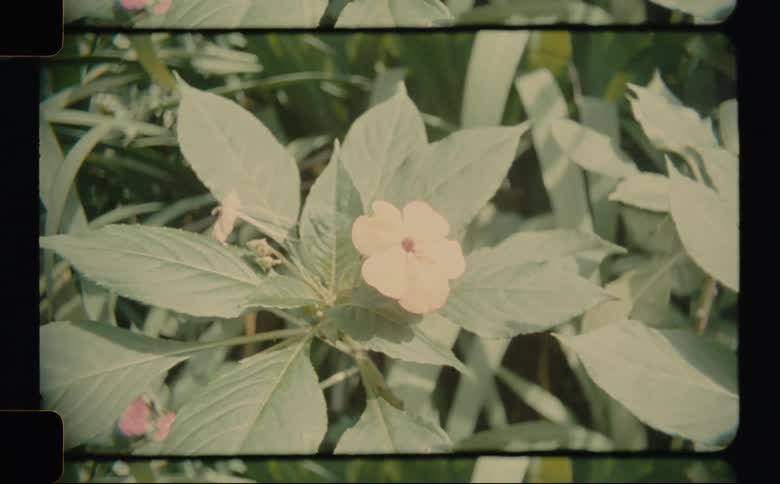 Vintage footage flowering plant swaying in the breeze