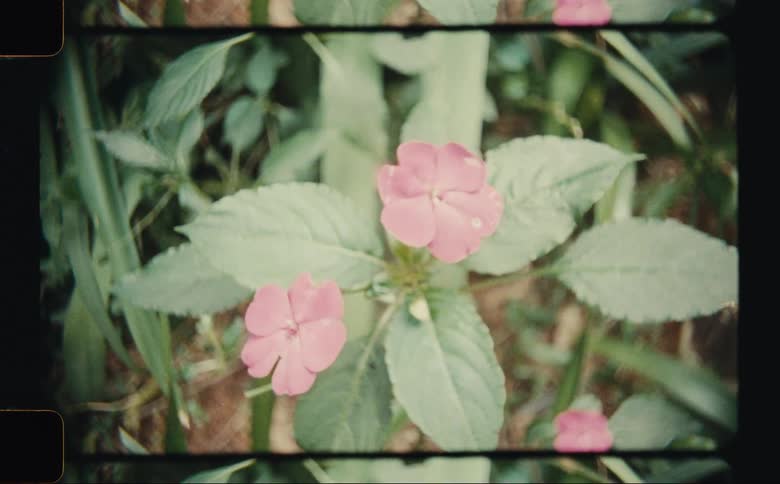 Pink flowers bloom among green leaves in a natural setting