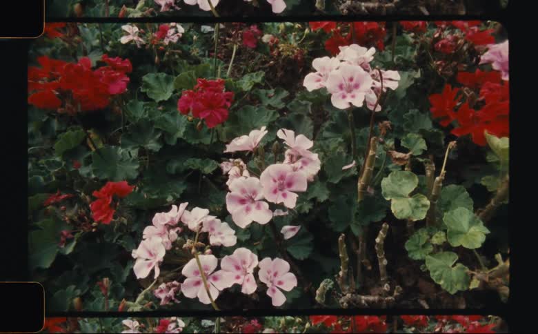 Flowers bloom on a green bush