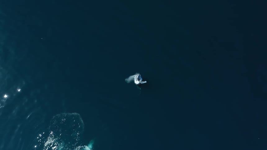 A large whale breaches the ocean surface sending a dramatic splash across the deep blue water
