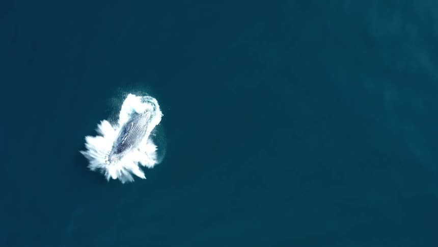 An overhead view of a large marine animal likely a whale emerging from the deep blue ocean the creature breaches the surface creating a spectacular splash of white foam and water as it descends back into the depths
