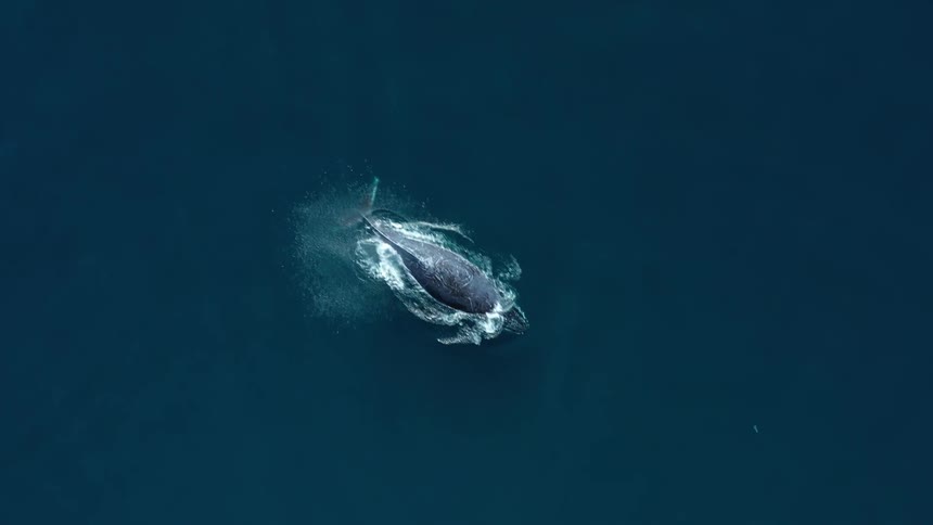 A lone whale swims near the surface of deep blue ocean water