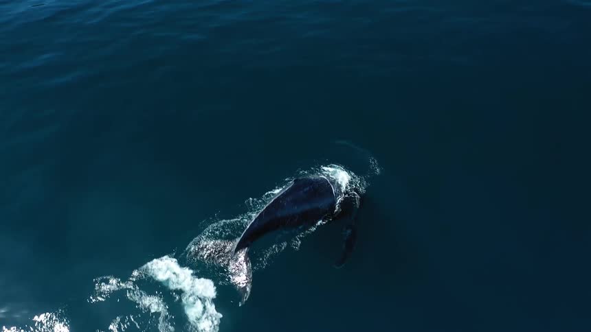 A whale swims just below the surface of a deep blue ocean