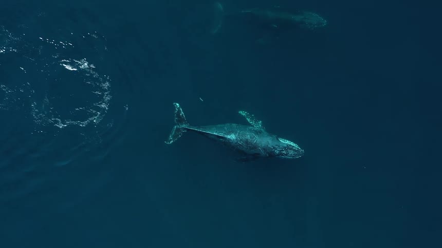 An overhead shot of a whale gracefully swimming in the deep blue ocean its tail propelling it through the water as it moves the whale creates subtle ripples and disturbances on the surface highlighting its powerful presence in the vast expanse