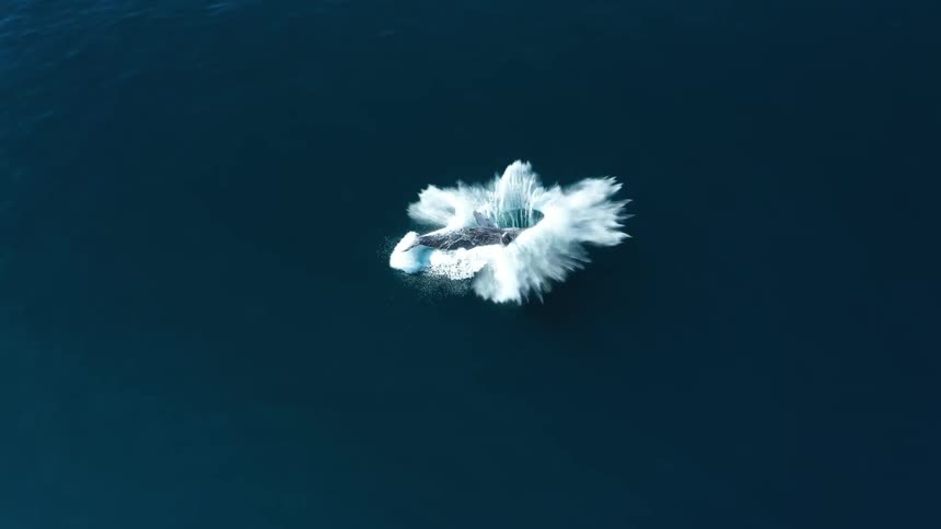 A large whale breaches the ocean surface sending a dramatic splash across the deep blue water