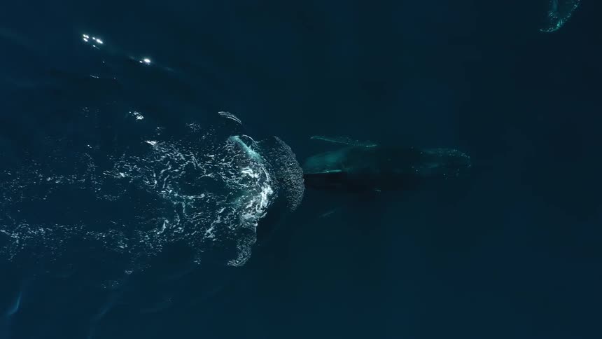 Two whales swimming on the surface of the ocean