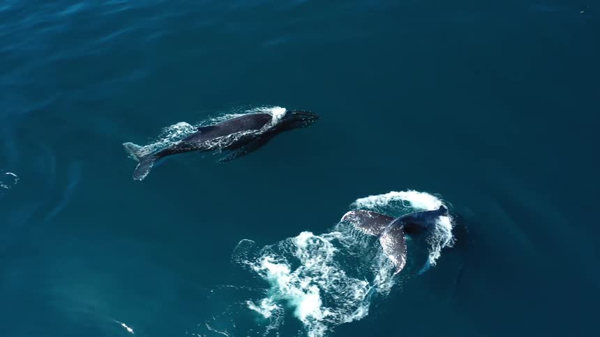 Two whales swim side by side in deep blue ocean water viewed from above
