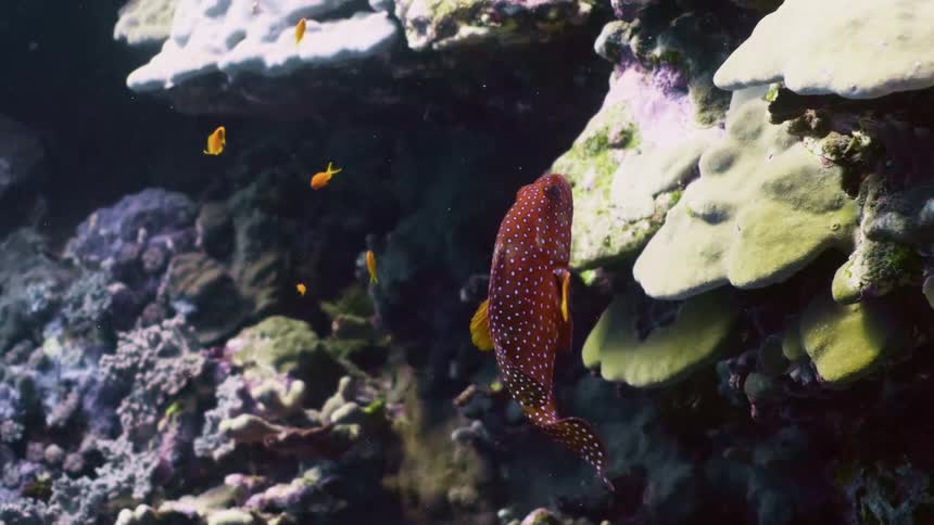 A colorful spotted fish swims near a vibrant coral reef in clear ocean water