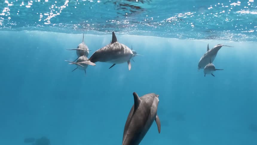 A group of dolphins is swimming underwater in the ocean at midday