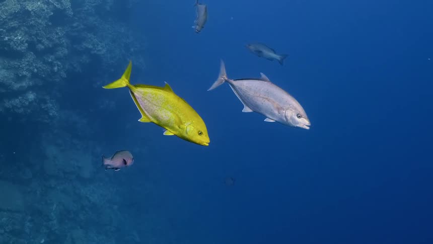 The fish swim together underwater
