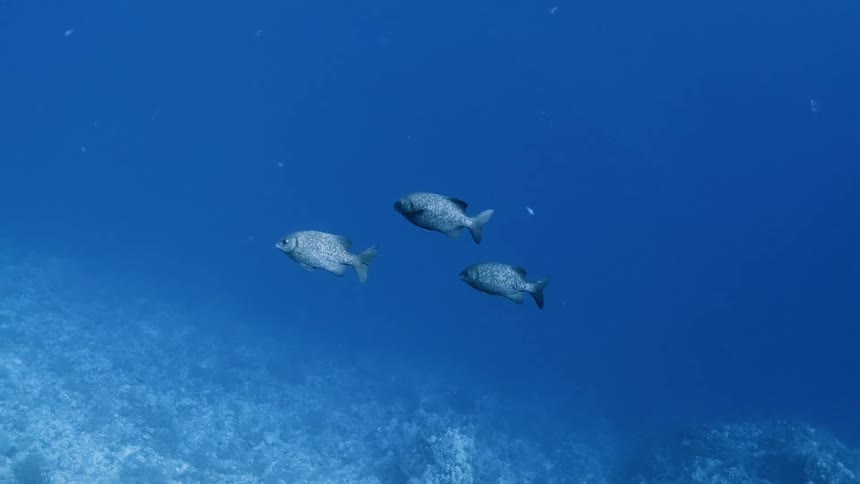 A trio of small fish swim together through very blue ocean waters