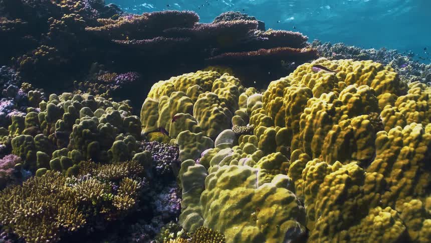 A vibrant underwater coral reef scene featuring various coral formations in clear ocean water