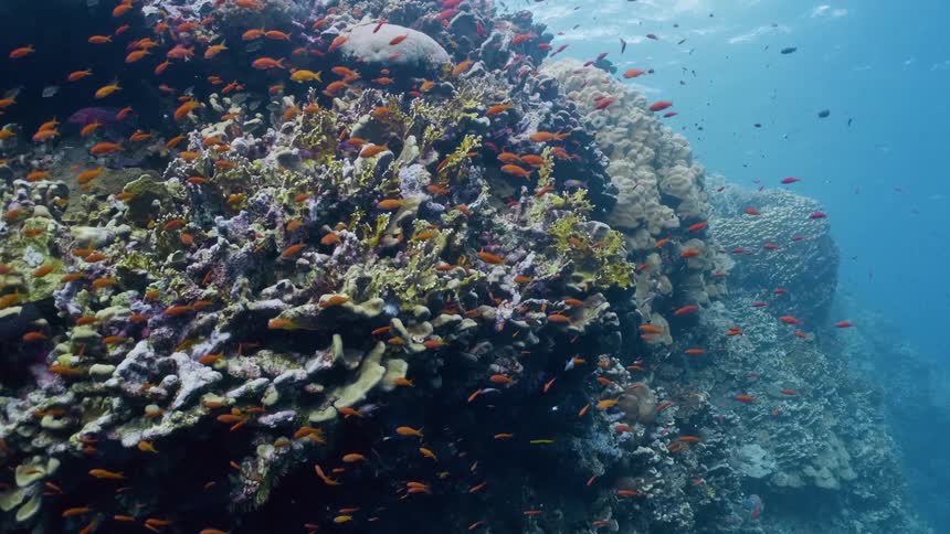 A large school of small fish swim around the reef