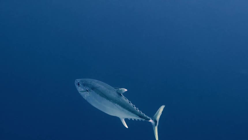 A lone tuna swims gracefully through the deep blue ocean near a coral covered seafloor