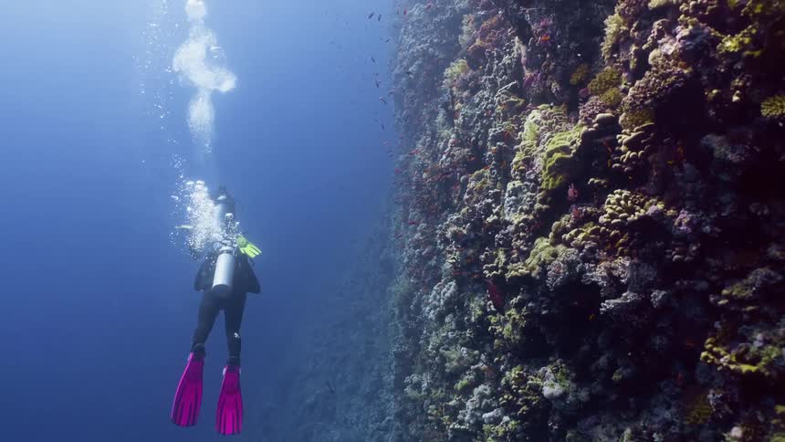 Two scuba divers exploring a vibrant coral reef with one diver in pink fins ascending while the other remains deeper the scene highlights the vastness of the ocean and the rich marine life along the underwater cliff