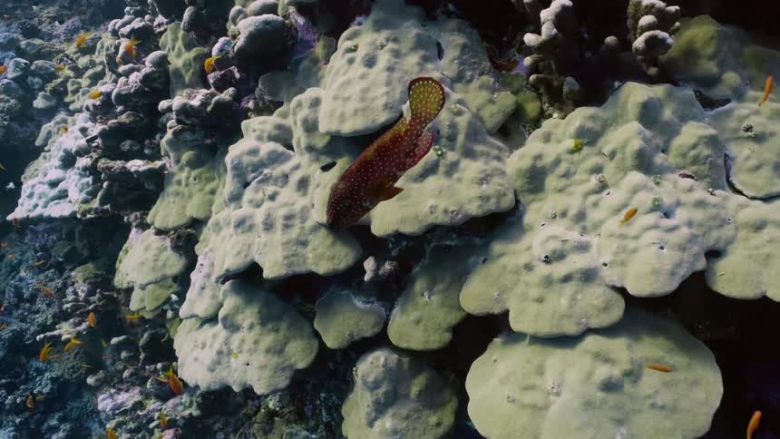 The fish swim in and out of the coral reef