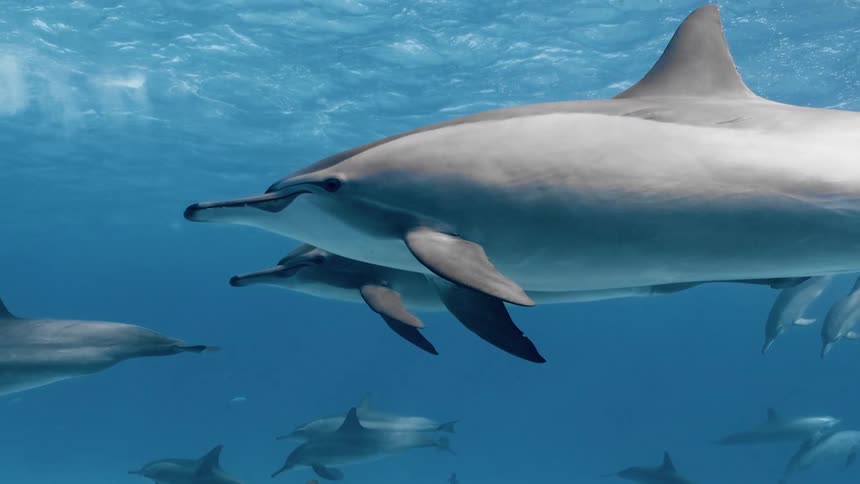 A school of dolphins is swimming underwater in the ocean at midday