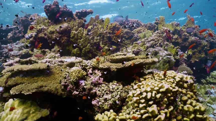 Underwater view in the ocean with coral and small fish swimming