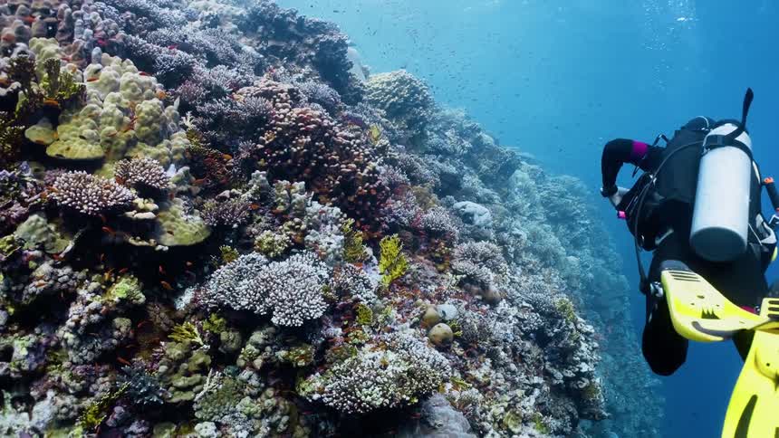 A scuba diver is deep down in the ocean passing a coral reef as a very small school of fish swims by at midday