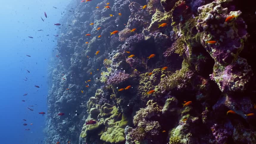 Little gold fish swim towards the coral reef