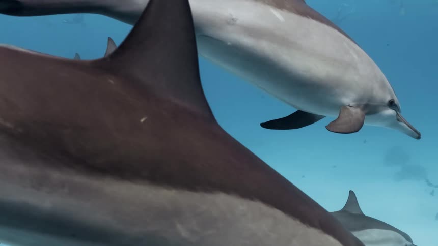 A school of dolphins gracefully swim in crystalclear blue water their sleek bodies moving in unison the sunlight filters through the water illuminating their playful movements as they glide through their ocean home